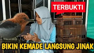 Download Cara Menjinakkan Burung Kemade Giras Tips Ini Terbukti Ampuh In Hd Mp4 3gp Codedfilm