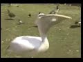 pelikangolub pelikangolub