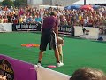 Cão bem treinado…