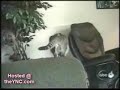 Cat Antics