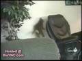 Cat Antics