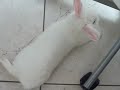 Harry play with Me! Harry play with Me!