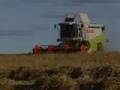 A Caithness Barley Harvest