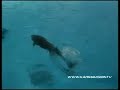 jellyfish-aquarium-illuminated-silicon-made-jellyfish-swim.html