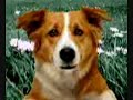 Cane che parla