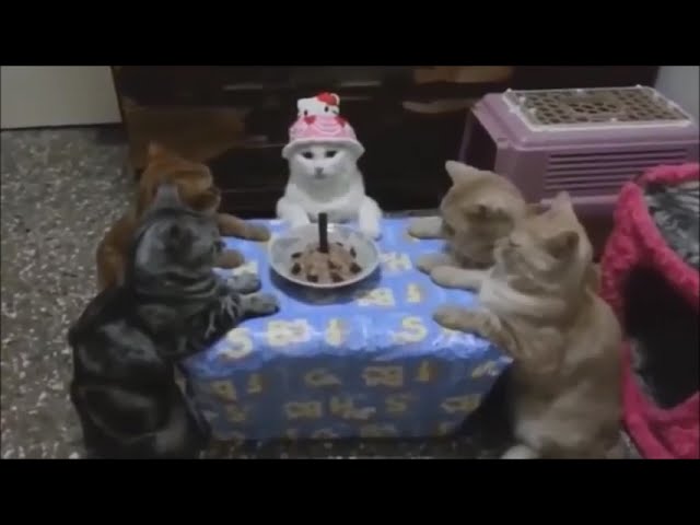 【動物面白ムービー集】 犬猫予想できない面白ハプニング動画