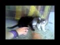 Kitties....Cute cats...