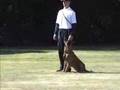 Luigi - Belgian Malinois - Schutzhund II Obedience