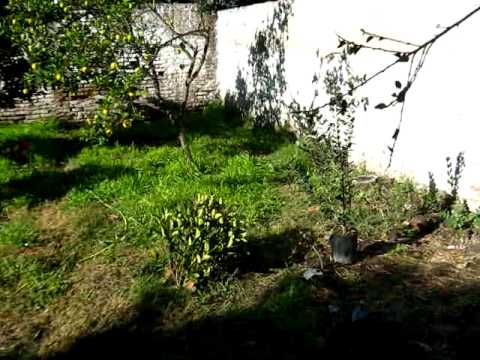 how to grow feijoas