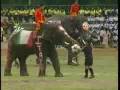 Thai Elephant Soccer