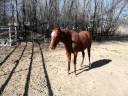 Renny trotting around 2