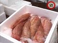 narda lepes en gourmet londres. narda recorre el mercado mas grande de pescados de londres: el billingsgate market.