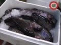 narda lepes en gourmet londres. narda recorre el mercado mas grande de pescados de londres: el billingsgate market.