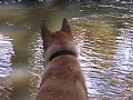 Scout playing in the river 10-14-2008
