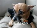 Sarah McLachlan ASPCA Ad Against Internet Animal Cruelty