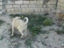 yaman asya 3