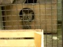 jeune ocelot, Domaine des Fauves (38)
