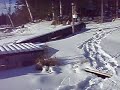 Ice Bowling Ice Bowling