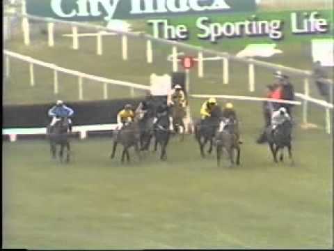 cheltenham race