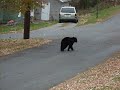 A Bear Comes to Blossburg, PA