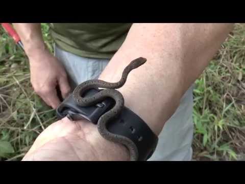 YouTube reptile video
