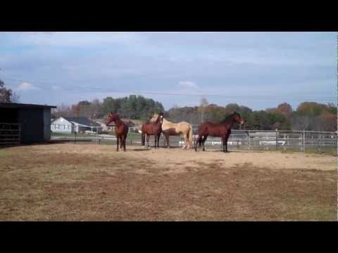 horses grand national