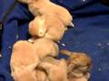 Pile of baby bunnies, view 3