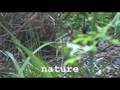 Bowerbird Collaboration Bundanon