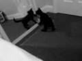 videos de awww. tink.....