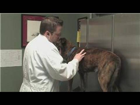 how to relieve my dogs coughing