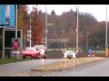 Aston Martin DBS w/ Quicksilver exhaust - Awesome sound!!