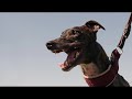 Greyhounds For Life