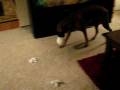 Paisley tearing up Holiday Decorations