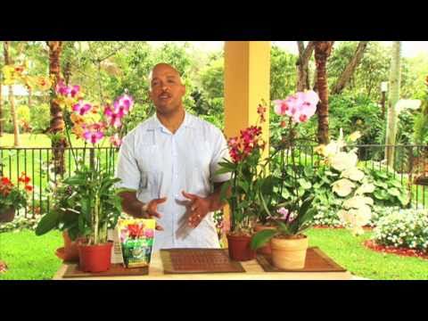 how to plant orchid bulbs