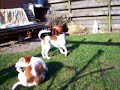 Kooikerhondjes Bonny en Twister spelen Kooikerhondjes Bonny en Twister spelen