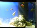 Saltwater fish eating off algae clip holding Nori Saltwater fish eating off algae clip holding Nori