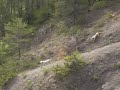 chasse au sanglier : la meute va te manger chasse au sanglier : la meute va te manger