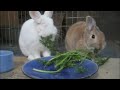 Two bunnies eating parsley Two bunnies eating parsley
