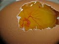 Chicken embryo heart beat