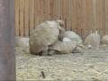 videos de tortoise.wmv