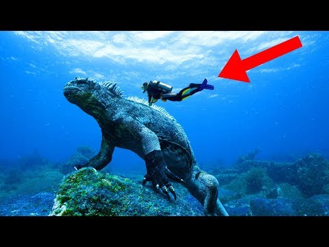 WEIRDEST Reptiles In The World!