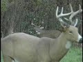 Bow hunting monster Ohio bucks!