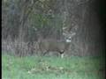 Bow hunting monster Ohio bucks!