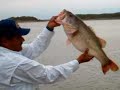 Lobina de 12 lbs.