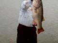 Lobina de 12 lbs.