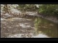 Arrowhead Hunting in Missouri