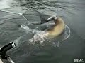 Lobo de mar más listo que pescadores