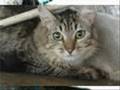 Www.adoteumgatinho.com.br