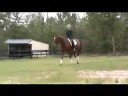 Ruud PSG 10 y/o gelding Dressage horse