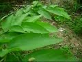 NATUREZA...PLANTE UMA ARVORE !